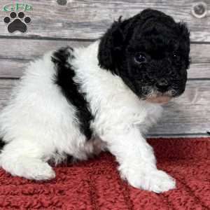 Donald, Miniature Poodle Puppy